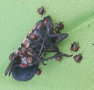 Spined soldier bug nymphs communally feeding on an adult spotted lanternfly