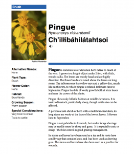 entry from Navajo plants guide for pingue, a yellow-flowering herb