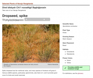Short green bunchgrass growing in red sand, sound icon indicating Navajo audio will play, and text description