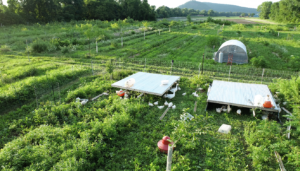 Chicken shelters in electronet fenced area