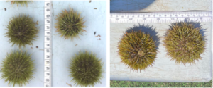 Springtide urchins