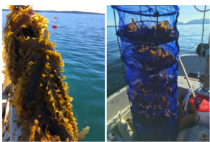 Kelp and Urchin lanterns