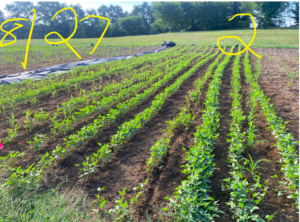 Plot 2 planting of corn and beans- 8/27/22