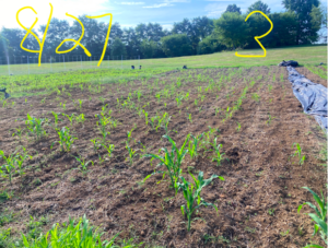 Plot 3: Corn grown 8/27 at first planting