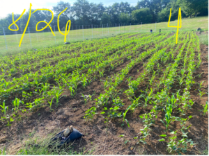 Plot 4: corn and beans germinating intercropped