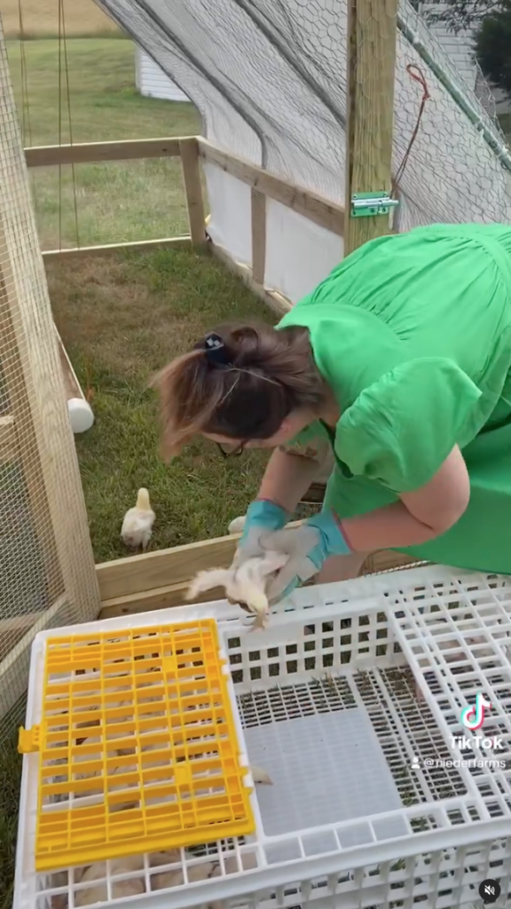 Woman moves chicks from a crate to a larger chicken tractor