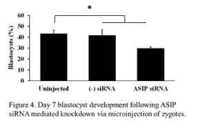 Day 8 blastocyst development following ASIP siRNA mediated knockdown via microinjection of zygotes. Microinjection of ASIP siRNA significantly decreased the percentage of zygotes reaching the blastocyst stage of development compared to the control and negative siRNA-injected embryos (P = 0.024; n = 5 replications of 30-38 embryos/treatment). B) 