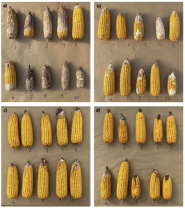 Fig. 5. Example of ears collected from each pathogen treatment in 2021, from random cover crop plots (a) F. graminearum inoculated (b) F. verticillioides inoculated (c) water control (d) non-inoculated.