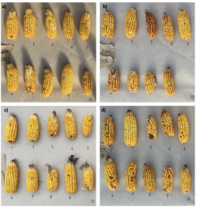 Fig. 6. Example of ears collected from each pathogen treatment in 2022, from random cover crop plots (a) F. graminearum inoculated (b) F. verticillioides inoculated (c) water control (d) non-inoculated.