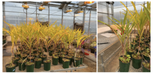 Fig. 4. All plants in the experiment exhibited stunting and tissue chlorosis regardless of cover crop treatment, prior to stalk rot inoculation. Weed growth was also observed regardless of cover crop treatment. 