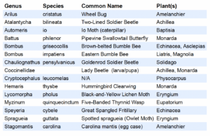 Insect Species