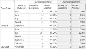 Phytoplasma detection throughout growing season