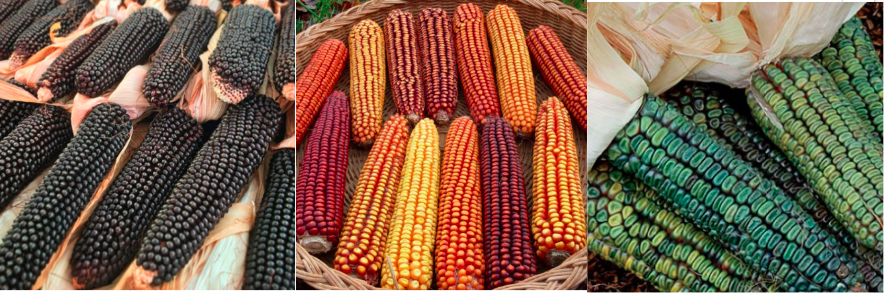 Figure 2. Corn varieties in project proposal