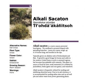 Image of Alkali Sacaton, its Navajo name, its Latin binomial, and a description of its characteristics
