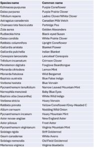 List of plant species in Osmia Bee Company proprietary wildflower seed mix.