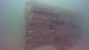 Figure 3: An 18-bay bottom cage as viewed by the OysterBot ROV.