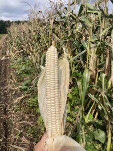 Ear of corn husked