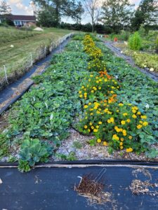 Entire strawberry bed showing number of plants doubled