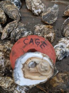 Cage grown oyster meat/Sept