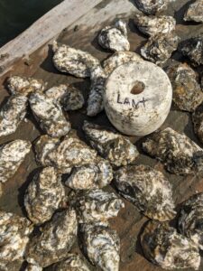 Lantern net oyster sept