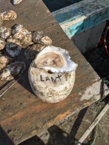 lantern net oyster meat sept