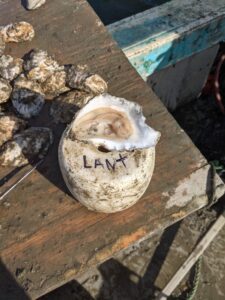 lantern net oyster meat sept