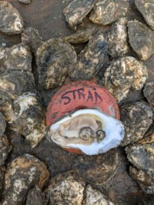 straddle grown oyster meat sept