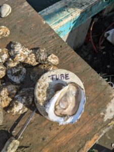 tube grown oyster meat