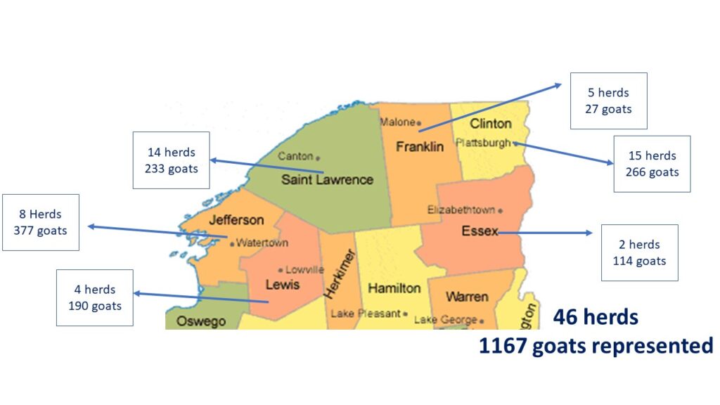 A map of northern NY with arrows pointing to the number of herds and total number of goats in each county.