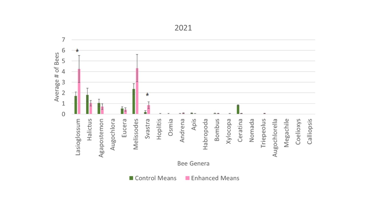 Average number of bees 2021
