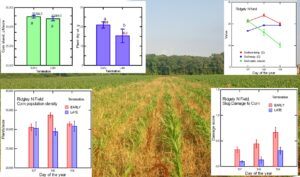 Graphic with data graphs and image of corn at V5 stage showing the effect of termination date.