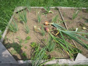 Test planting in 2015, storage onions and scallions