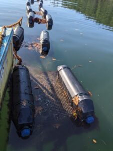 “Straddled” oyster bags installed on top of floating cage