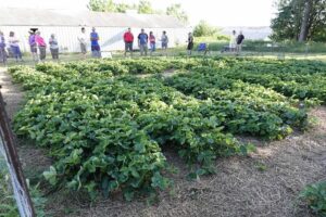 people at a strawberry field day