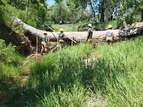 A large, downed tree with people standing in front of it that are installing a riparian structure using posts and woody debris.