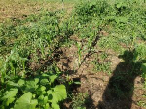 Rows of young sweet corn growing in bale residue with a large pumpkin plant in the lower left corner 