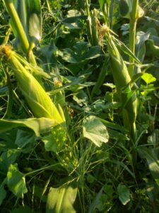 Sweet corn cobs, 2 per stalk, with sugar pumpkins growing in the lower canopy and some broadleaf weeds present throughout