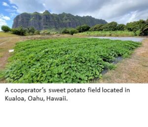 Swwetpotato field