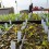 TC Jayalath and greenhouse lettuce seedlings