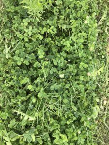 White clover and perennial ryegrass in living aisles at Two Onion Farm in October 2020, one year after establishment