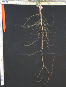 Washed Root from Field