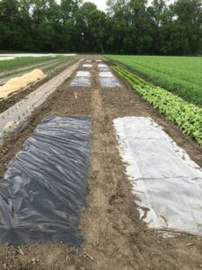 A photo of our experimental set-up on a farm, with three treatments (black tarps, clear tarps, and no tarps) repeated six times.
