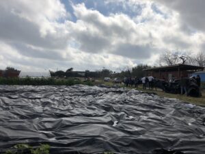 Black tarp in farm