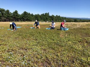 Students and technicians harvesting wild blueberry plots in 2022.  