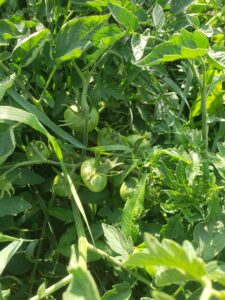 Cluster of 7 small green tomatoes on a single stem