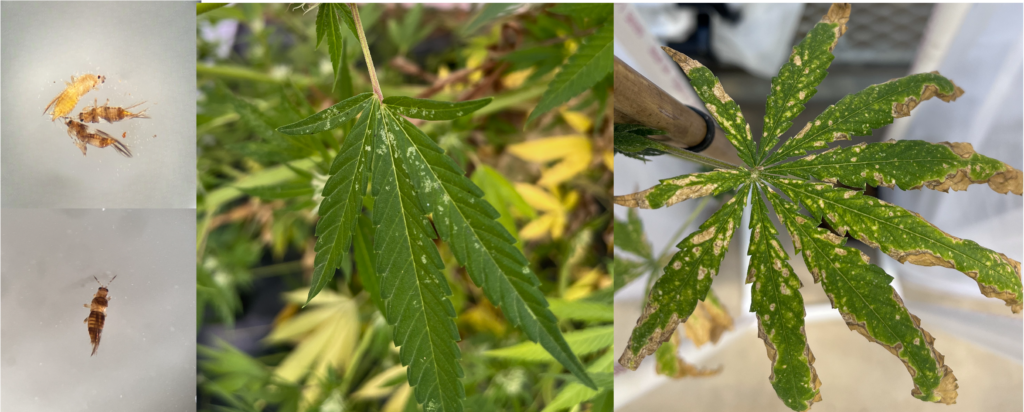 Thrips damage on hemp