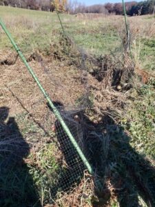 a semi-circle heavily leaning plastic mesh fence covered in vining weeds. A brown mass of dead tomato plants in the center of the fence.