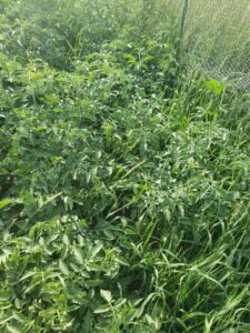 Unorganized mess of tomato plants growing into each other with some oat/grass plants scattered throughout