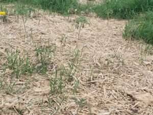 Tomato plants with some grasses popping out of bale residue mulch