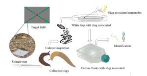 slug parasitic nematodes